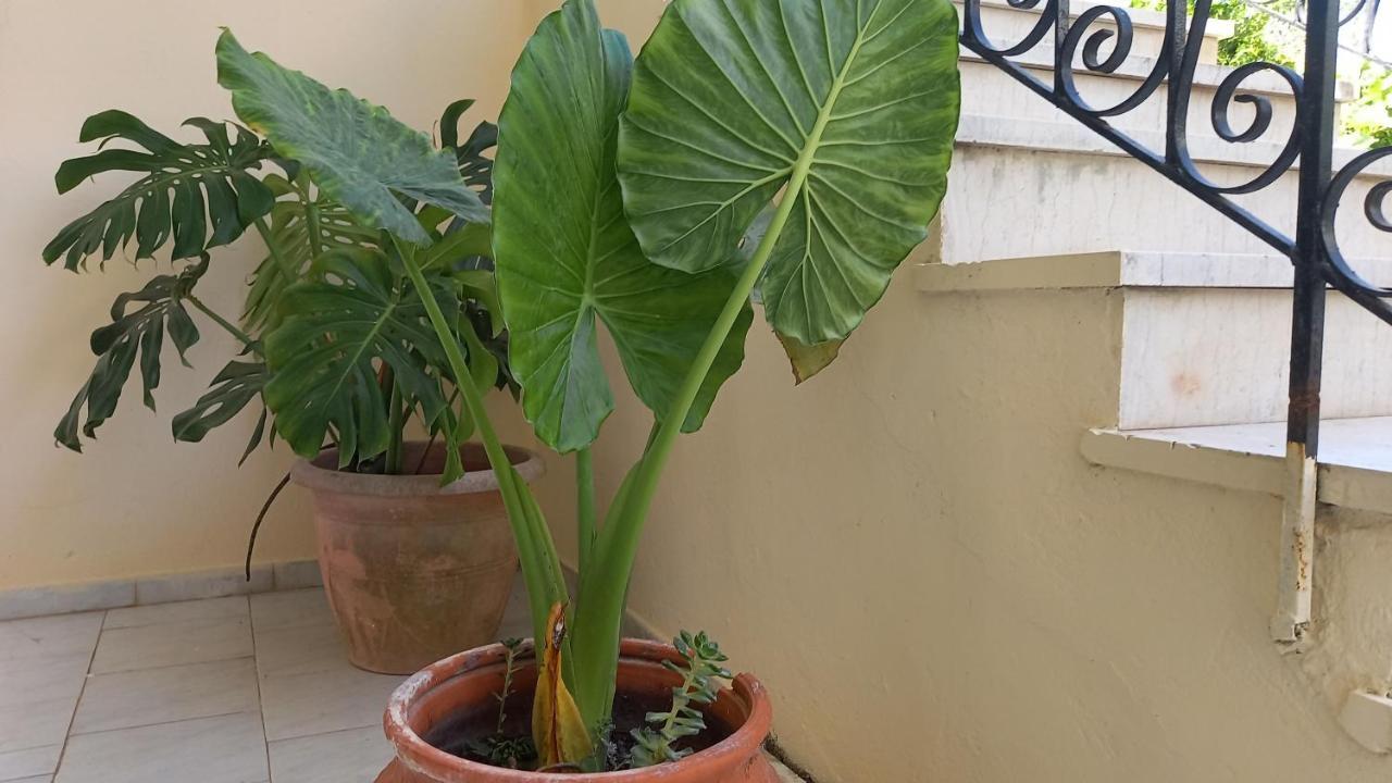 Amelia'S Garden Aparthotel Κάβος Εξωτερικό φωτογραφία